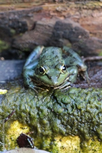 Obraz Green Cape River Frog in a stream