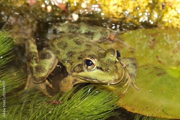 Obraz Green Cape River Frog in a stream