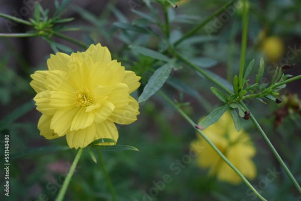 Obraz Yellow kenikir flowers that grow in front of the house