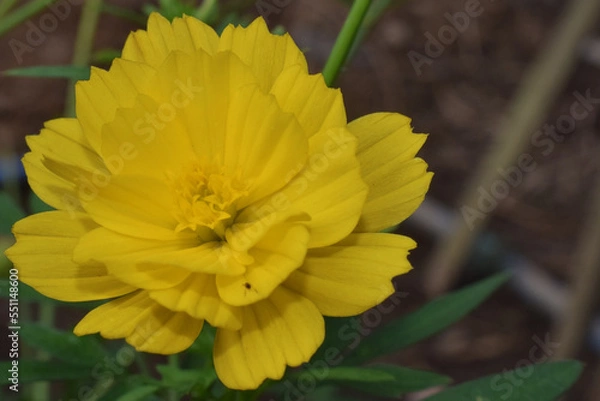 Obraz Yellow kenikir flowers that grow in front of the house