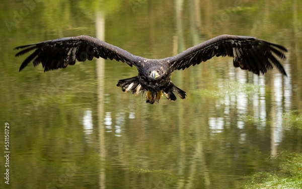 Fototapeta Bird of prey flying in The Bohemian Moravian Highlands.