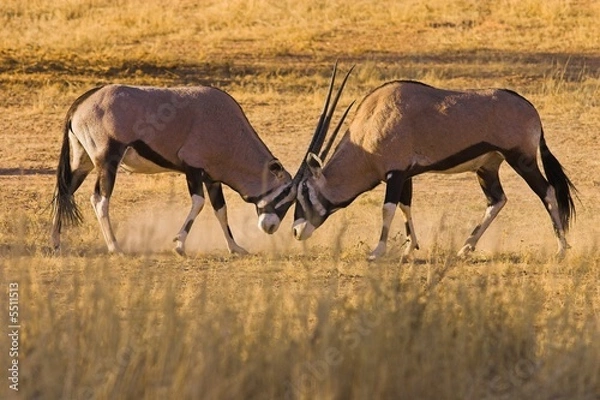 Obraz Gemsbok Fighting (Oryx gazella)
