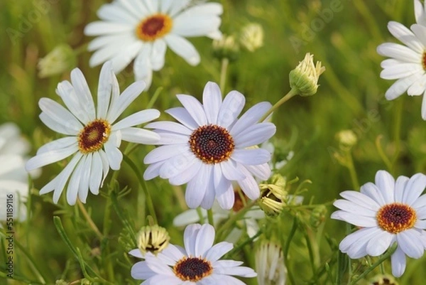 Obraz Beautiful White Swan River Daisies