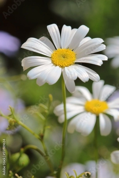 Obraz Beautiful White Swan River Daisies