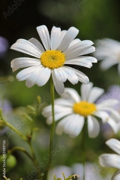 Obraz Beautiful White Swan River Daisies