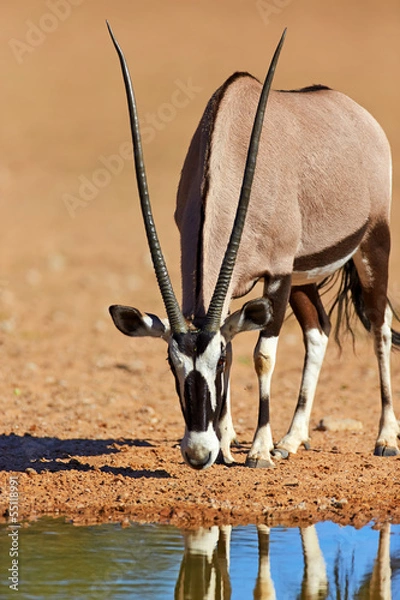 Obraz Gemsbok drinking water