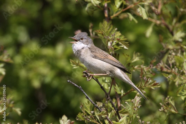Fototapeta Common whitethroat, Sylvia communis