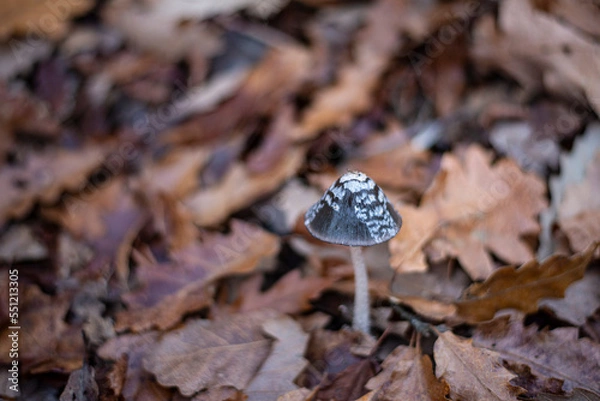 Fototapeta Coprinus comatus, Coprinus comatus mushroom, 