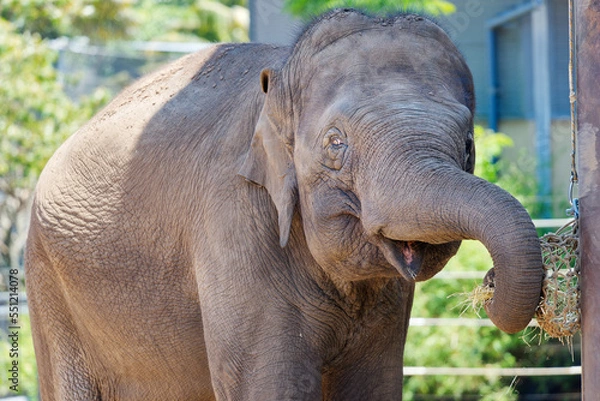 Fototapeta Indian elephant