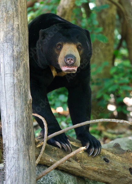 Fototapeta Sun bear