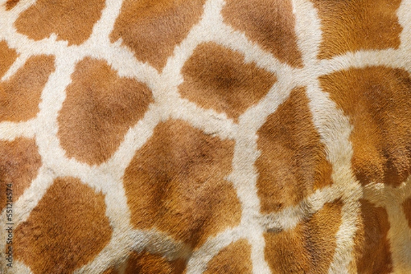 Fototapeta Giraffe hide