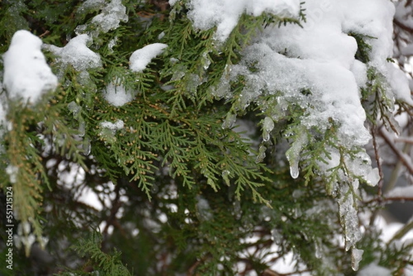 Fototapeta snow covered pine tree