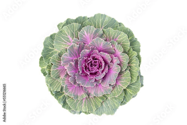 Obraz Ornamental cabbage, Isolated on white background.