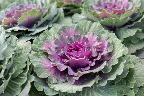 Obraz Purple ornamental cabbage.