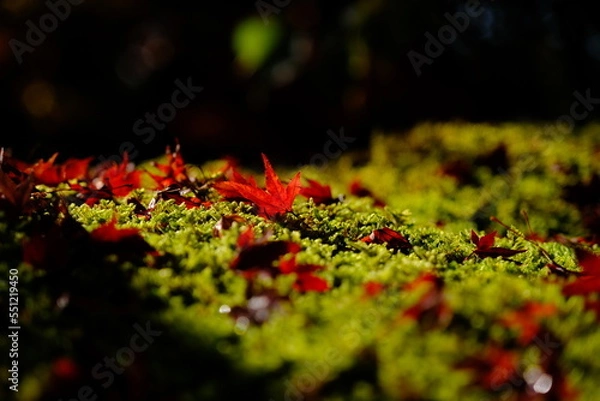 Obraz 京都・永観堂