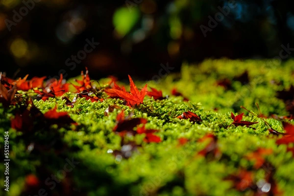 Obraz 京都・永観堂