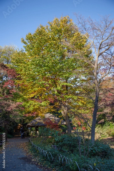 Fototapeta 明治神宮で見える風景