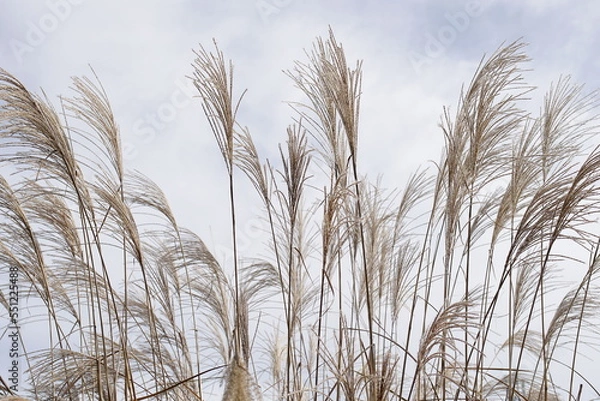 Obraz ススキの穂