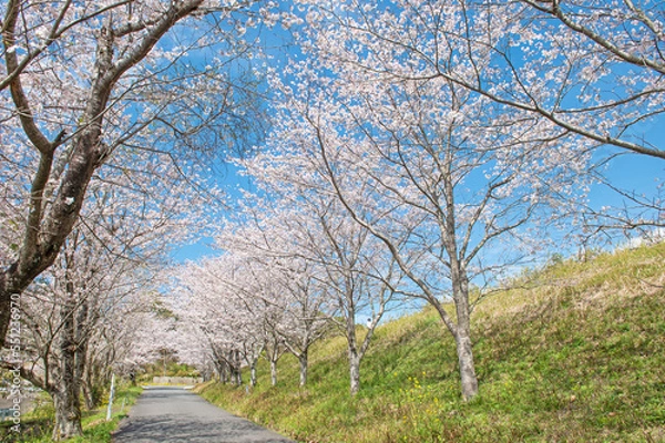 Fototapeta 日の隈公園（神埼市）のサクラ