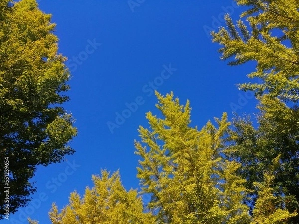 Fototapeta 秋の紅葉の木と青空