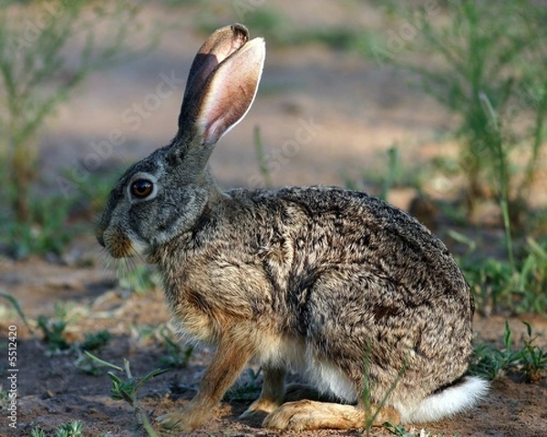 Obraz Scrub Hare (Lepus saxatilis)