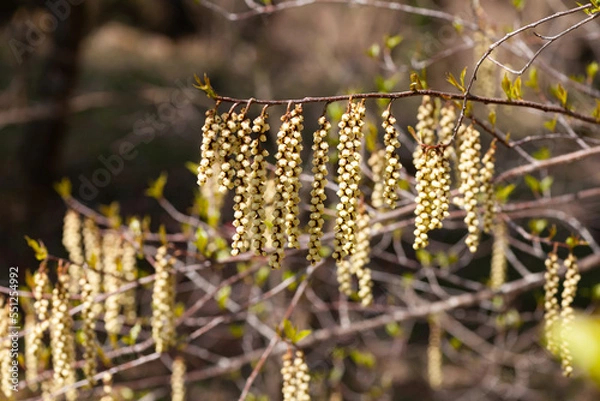 Fototapeta キブシの花