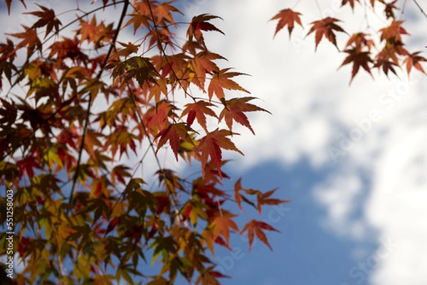 Fototapeta 紅葉・もみじ・赤・色付く・秋・季節・背景・風景