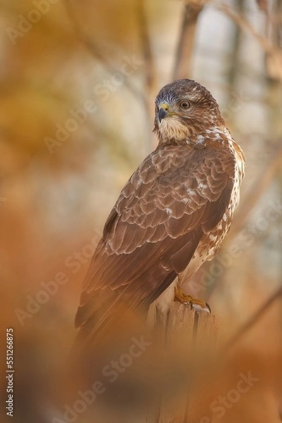 Obraz The common buzzard (Buteo buteo)