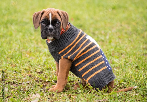 Obraz Welpenportrait mit Pullover, 8 Wochen alt