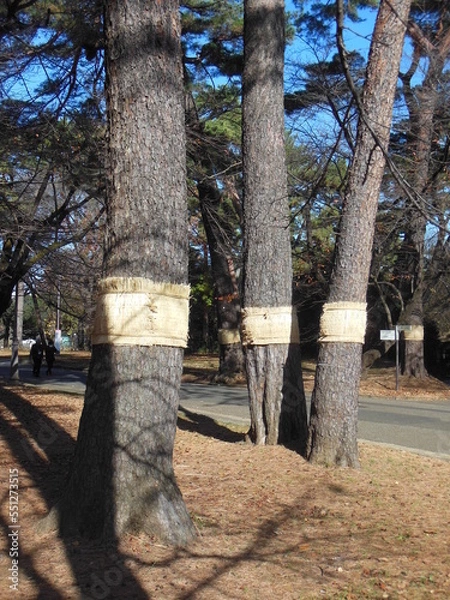 Fototapeta 冬支度