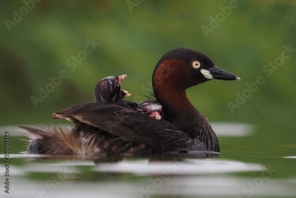 Fototapeta The little grebe, also known as dabchick, is a member of the grebe family of water birds