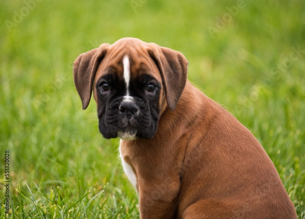 Obraz Deutscher Boxer, gelb, 8 Wochen