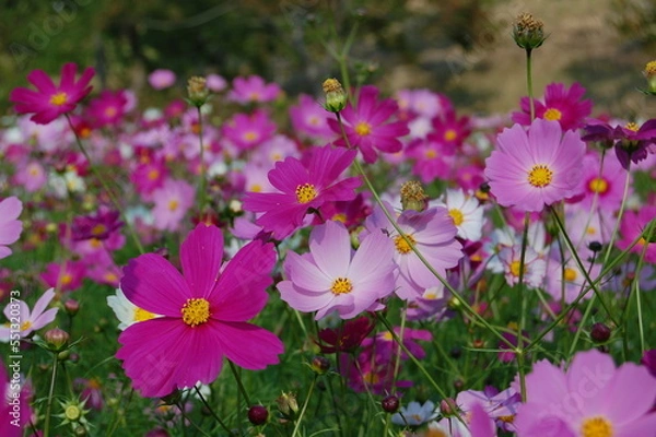 Fototapeta field of flowers
