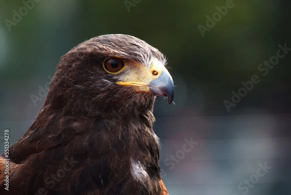 Fototapeta Steinadler