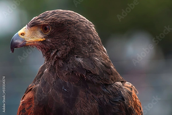Fototapeta Steinadler