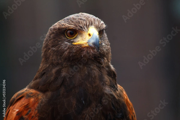 Fototapeta Steinadler