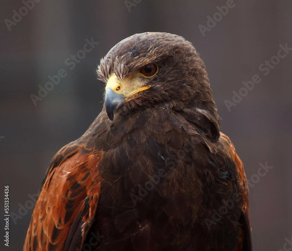 Fototapeta Steinadler