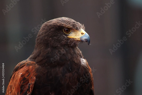 Fototapeta Steinadler