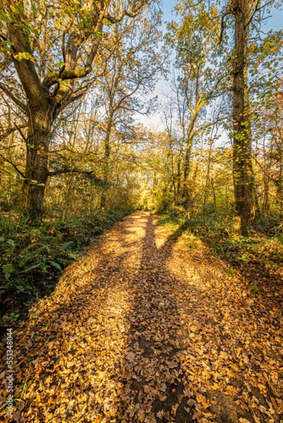 Obraz Hampshire Autumn