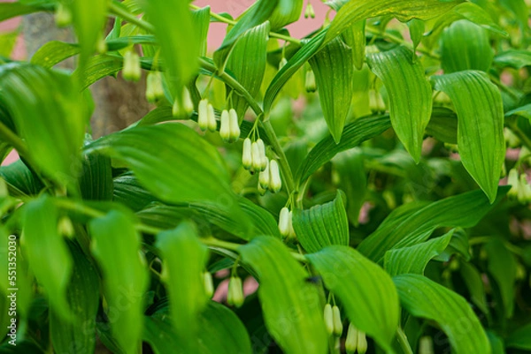 Fototapeta Solomon's seal white flowers  in garden
