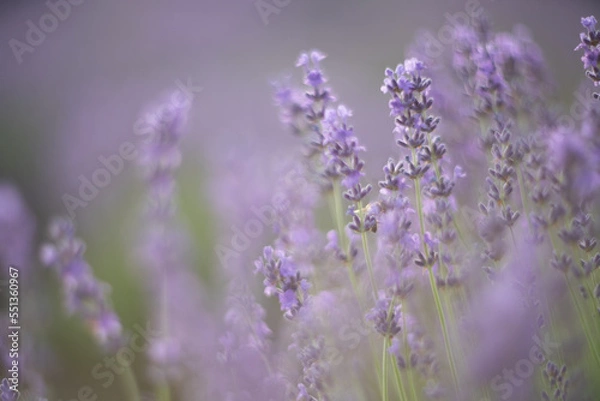 Fototapeta In a blur of Lavender flower field, Blooming purple fragrant lavender flowers. Growing lavender swaying in the wind, harvesting, perfume ingredient, aromatherapy