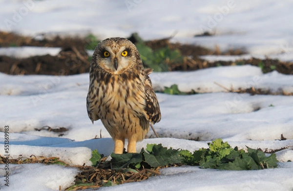 Fototapeta short-eared owl (Asio flammeus) during winter time