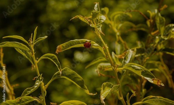 Obraz Ladybug on a green leaf. 