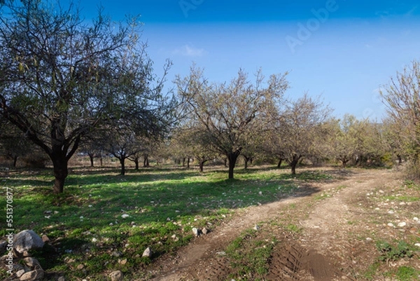 Obraz Almond trees garden in December.