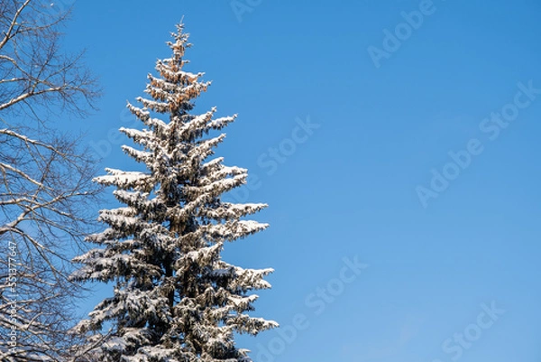 Fototapeta Blue sky and spruce tree top covered by snow. Winter minimal landscape. Copy space