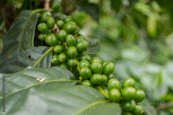Obraz Close up photo of green coffee bean when spring season. The photo is suitable to use for nature background, content social media and fruit poster.