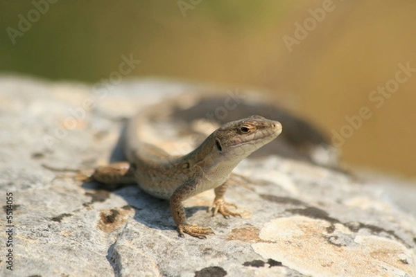 Obraz lizard