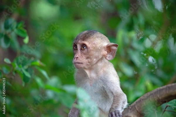 Fototapeta 可愛いサル
