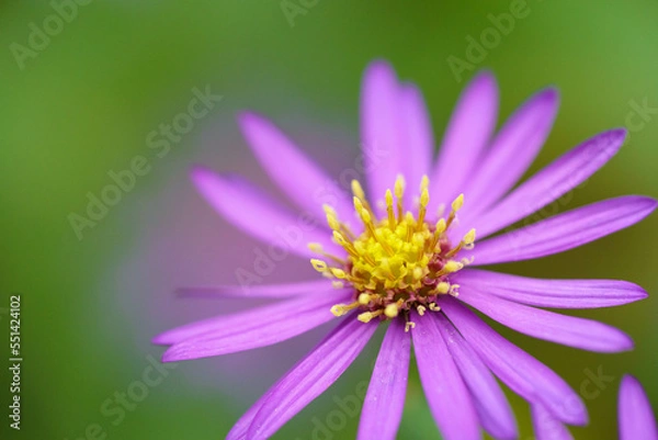 Obraz 緑背景のノコンギクの花クローズアップ