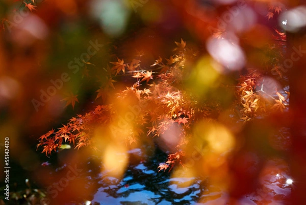 Obraz 水面の上を覆う紅葉